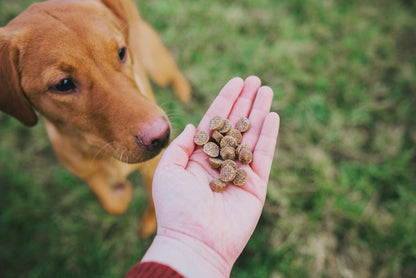 Salmon & Berries Training Bites For Dogs